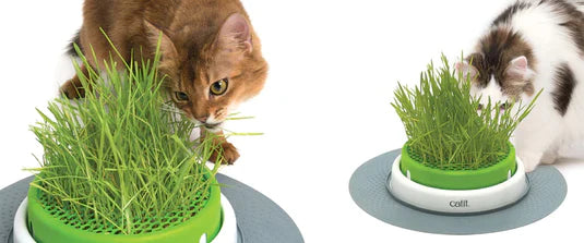 Catisfaction herbe à chat - JMT Alimentation Animale