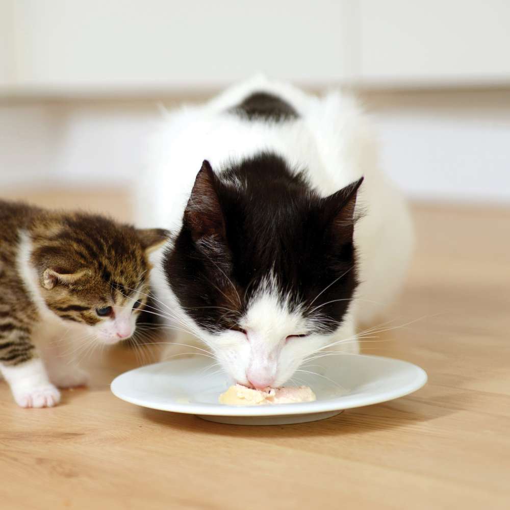 Mousse pour chat - Catit Creamy Cups