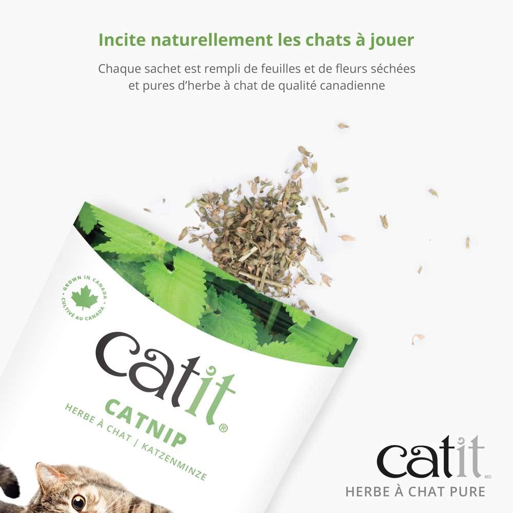 Herbe à chat pure - Catit