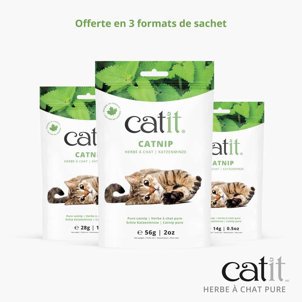 Herbe à chat pure - Catit