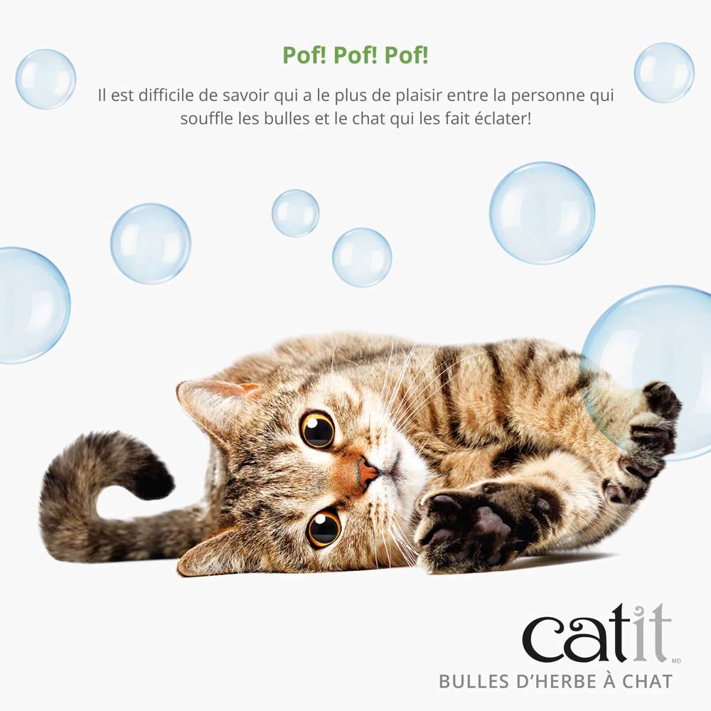 Chat curieux jouant avec les bulles d’herbe à chat Catit, moment de plaisir.