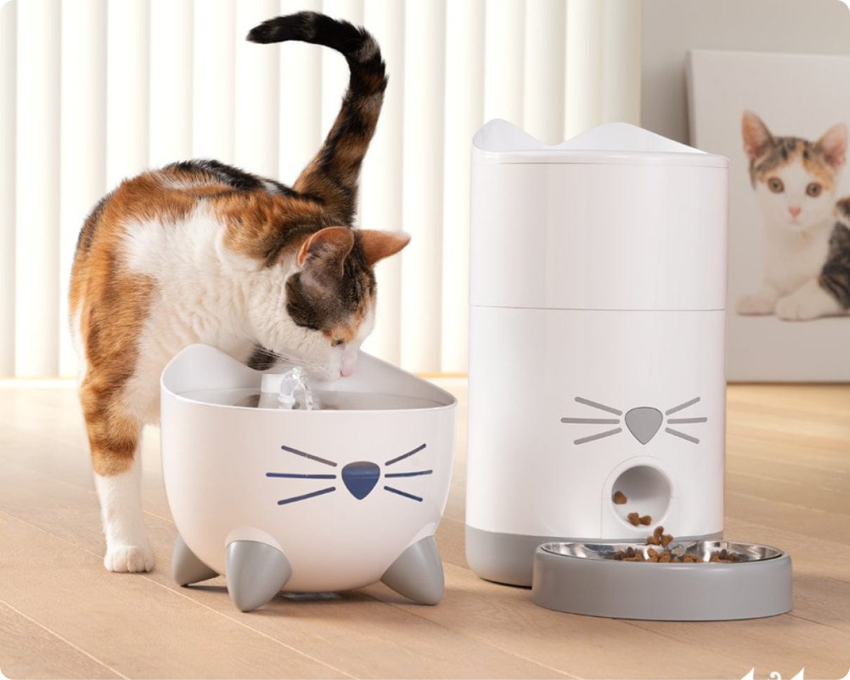 Chat avec fontaine à eau et distributeur de croquettes connecté Catit Pixi